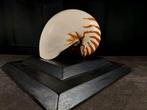 ENORME nautilus Taxidermie volledige montage - Nautilus, Antiek en Kunst, Curiosa en Brocante