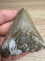Haai - Fossiele tand - Megalodon - 9 cm - 7 cm (Zonder