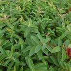 Hypericum  calycinum Rose of Sharon (Vaste planten), Tuin en Terras, Planten | Tuinplanten, Zomer, Vaste plant, Ophalen of Verzenden