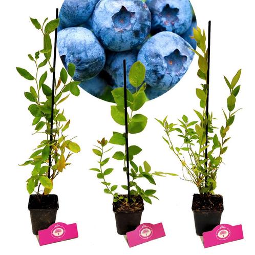 Blauwe bessen Vaccinium corymbosum + Pot 9cm 3, Tuin en Terras, Planten | Fruitbomen, Volle zon, Verzenden