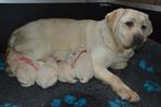 Onwijs Mooie Gele Labrador pups met Stamboom en NLV-Keurmerk, CDV (hondenziekte), Meerdere, Teef, 8 tot 15 weken