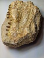 Globidens - Fossiele tand - 32 cm