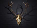 Large Red Stag Trophy Schedel - Cervus elaphus - 62 cm - 105, Nieuw