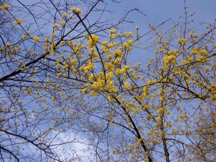 Gele kornoelje Cornus mas potgekweekt 60-80 cm €5, Tuin en Terras, Planten | Struiken en Hagen, Overige soorten, Struik, Minder dan 100 cm