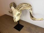 ramschedel op standaard Schedel op een standaard - Ovis, Antiek en Kunst, Curiosa en Brocante
