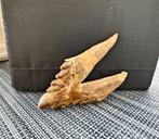 Walvis - Fossiele tand - Basilosaurus - 9 cm - 4.6 cm