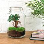 DIY terrarium - Jar - Ficus Ginseng bonsai -  28 cm - Rake, Verzenden