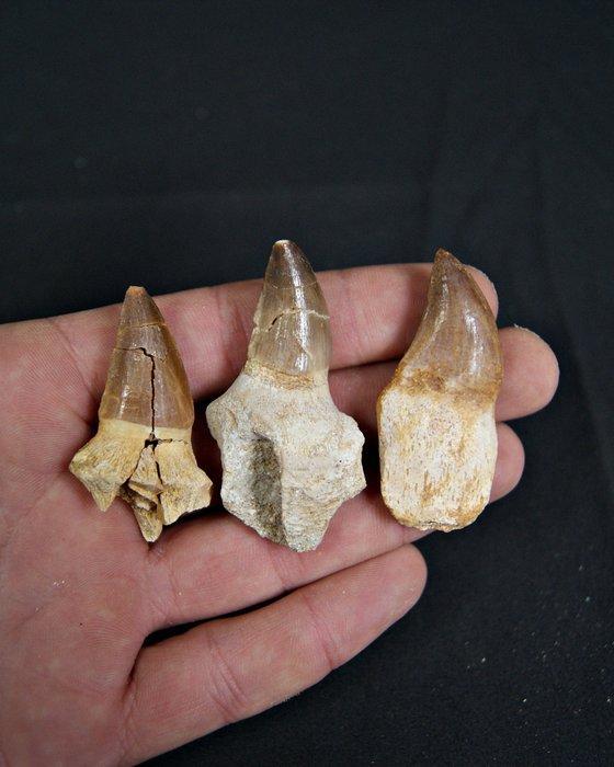 Volledige tanden van Mosasaurus - Fossiele tand - Mosasaurus, Verzamelen, Mineralen en Fossielen