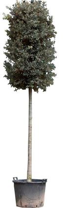 Steeneik Quercus ilex 412,5 cm - Warentuin Natuurlijk, Tuin en Terras, Verzenden