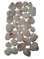 White Chippy Schelpen 500 gram, Hobby en Vrije tijd, Knutselen, Ophalen of Verzenden, Nieuw