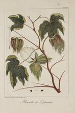 Tardieu - Plates 16 and 36 from Stedmans Voyage a Surinam
