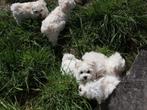 Maltezers puppys mini formaat, Dieren en Toebehoren, Honden | Jack Russells en Terriërs, Jack Russell Terriër, 8 tot 15 weken