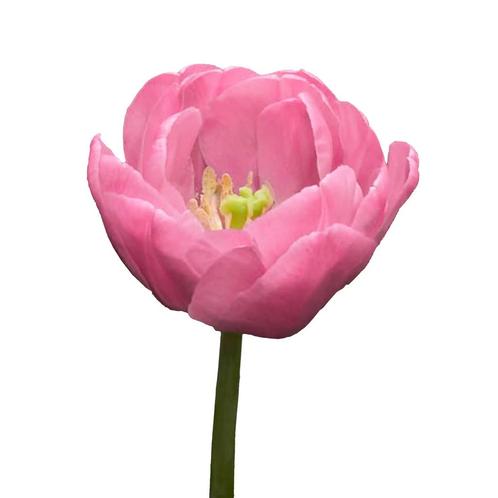 Bloembollen - 64 x Tulp Tabledance - roze, Tuin en Terras, Bloembollen en Zaden, Bloembol, Voorjaar, Volle zon, Verzenden
