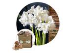 Flowerbulbs Amaryllis in giftbox - White, Huis en Inrichting, Kamerplanten, Verzenden