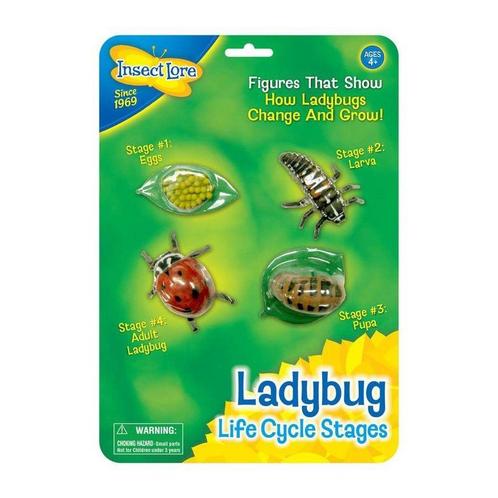 Lieveheersbeestje levenscyclus, Dieren en Toebehoren, Insecten en Spinnen