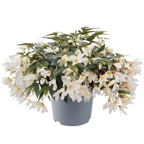Begonia Boliviensis - Wit, Tuin en Terras, Planten | Tuinplanten, Ophalen of Verzenden