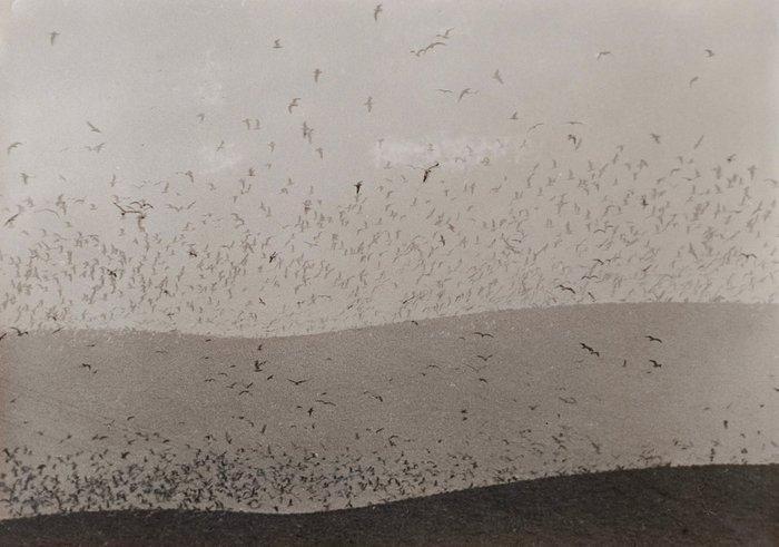 Mario Giacomelli (1925–2000) - Gabbiani, Antiek en Kunst, Kunst | Designobjecten