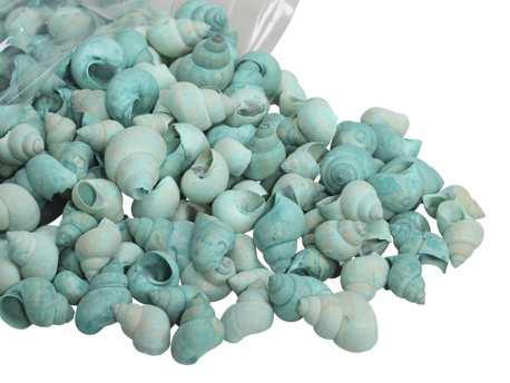 Umachi schelpen groen, 500 gram, Hobby en Vrije tijd, Knutselen, Nieuw, Ophalen of Verzenden