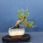 Jeneverbes bonsai (Juniperus) - Hoogte (boom): 16 cm -