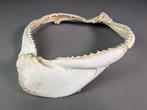 Copper Shark kaakset Kaak vastgezet - Carcharhinus, Verzamelen, Nieuw