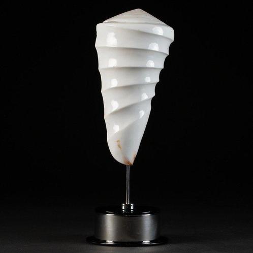 Gegoten Schelp - Conus Litteratus - Zeeschelp - Plexiglass, Verzamelen, Mineralen en Fossielen
