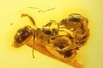 Amber - Barnsteen - Two ants - 26 mm - 16 mm (Zonder