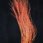 Extra Grootte - Rode Gorgonia - Natuurlijke Rode Zeeleven -, Nieuw