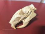 Stekelvarken Schedel van een zoogdier - Atherurus africanus, Verzamelen, Dierenverzamelingen, Nieuw
