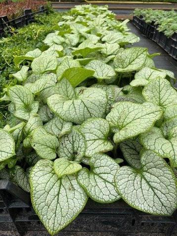 Brunnera mac. Jack Frost - Vergeet mij niet beschikbaar voor biedingen