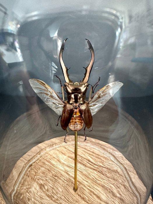 Kevel Taxidermie volledige montage - Cyclommatus metallifer, Antiek en Kunst, Curiosa en Brocante