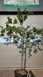 Kersenbomen kordia regina