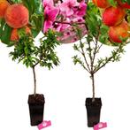 Dwerg Fruitbomen Perzik Nectarine + Pot 19cm 2, Tuin en Terras, Verzenden, Volle zon