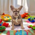 Prachtige raszuivere Franse bulldog pups, Dieren en Toebehoren, Honden | Bulldogs, Pinschers en Molossers, 15 weken tot 1 jaar