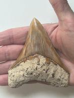 Megalodon tand 10,0 cm - Fossiele tand - Carcharocles