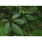 Jiaogulan (Gynostemma pentaphyllum) - 100 Capsules, Verzenden, Nieuw, Poeder of Drank