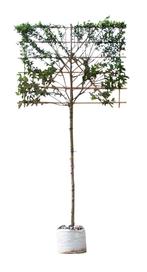 Krentenboom leiboom 180 cm Amelanchier lamarckii 300 cm - Wa, Tuin en Terras, Verzenden