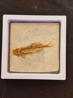 Vis - Gefossiliseerd dier - Lycoptera - 11.5 cm - 11.5 cm, Verzamelen, Mineralen en Fossielen