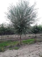 Knotwilgen, salix alba,, Overige soorten, 250 tot 400 cm