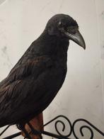 Kraai Taxidermie volledige montage - CORVUS CORONE - 30 cm -, Verzamelen, Nieuw