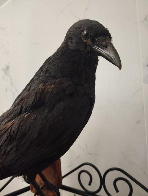 Kraai Taxidermie volledige montage - CORVUS CORONE - 30 cm -, Verzamelen, Dierenverzamelingen