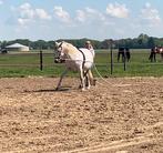 Instructrice Freestyle/Orun, o.a. grondwerk en lange lijnen, Gedragstraining