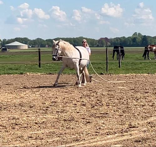 Instructrice Freestyle/Orun, o.a. grondwerk en lange lijnen, Diensten en Vakmensen, Dieren | Paarden | Verzorging, Oppas en Les