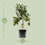 Citrus Lemon - Ø22cm - 80cm, Verzenden, Nieuw