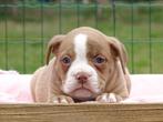 Old English Bulldog pups! t Gezonde type. Mogen direct mee!, Parvo, Nederland, 8 tot 15 weken, Bulldog