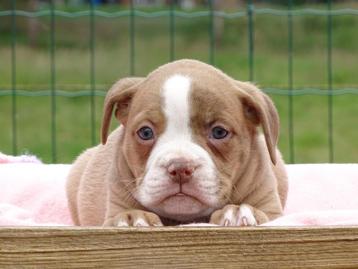 Old English Bulldog pups! t Gezonde type. Mogen direct mee! beschikbaar voor biedingen
