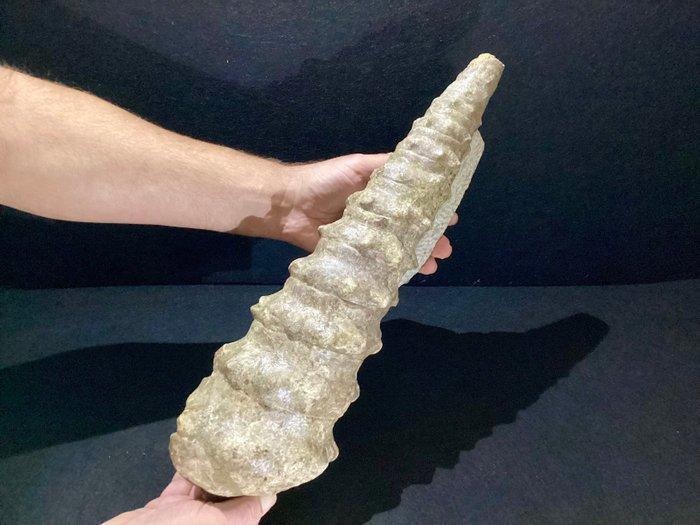 Zeldzame Campanile Lachesis 47cm, Eoceenperiode, Zuidkust, Verzamelen, Mineralen en Fossielen