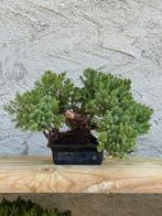 Jeneverbes bonsai (Juniperus) - Hoogte (boom): 18 cm -