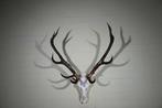 Large Red Stag Trophy Schedel - Cervus elaphus - 55 cm - 100, Verzamelen, Dierenverzamelingen, Nieuw