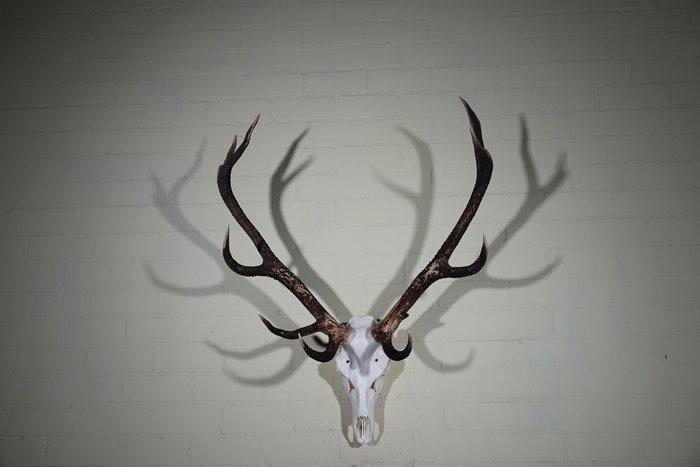 Large Red Stag Trophy Schedel - Cervus elaphus - 55 cm - 100, Verzamelen, Dierenverzamelingen