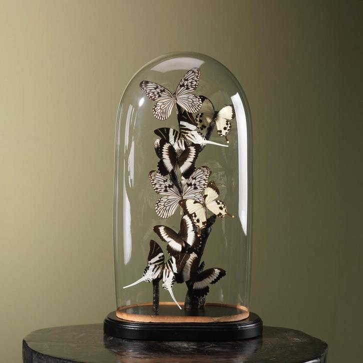 Vlinders in Stolp Taxidermie Opgezette Dieren By Max, Verzamelen, Dierenverzamelingen, Opgezet dier, Nieuw, Insect, Ophalen of Verzenden